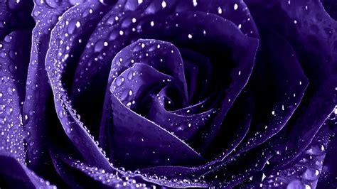 Purple Rose Wallpapers - Wallpaper Cave