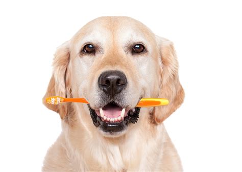 Keeping Your Dogs Teeth Healthy - True Carnivores