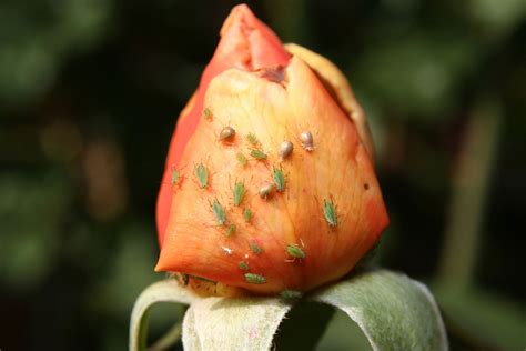 Aphids On Rose Bushes - How To Get Rid Of Aphids On Roses