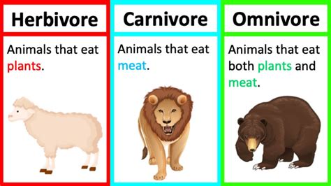 herbivoren, carnivoren en omnivoren – oneindigefeitjeswereld.nl