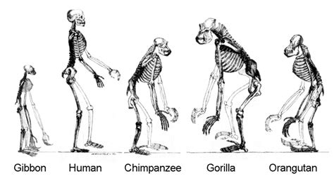 Hominoidea - Wikipedia