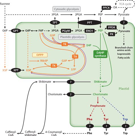 The shikimate pathway and aromatic amino Acid biosynthesis in plants ...