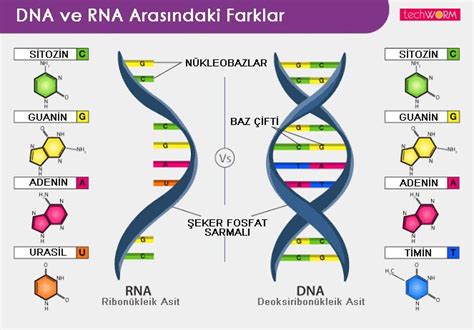 DNA ve RNA Arasındaki Farklar Nelerdir? » TechWorm