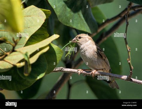 Reunion island wildlife hi-res stock photography and images - Alamy