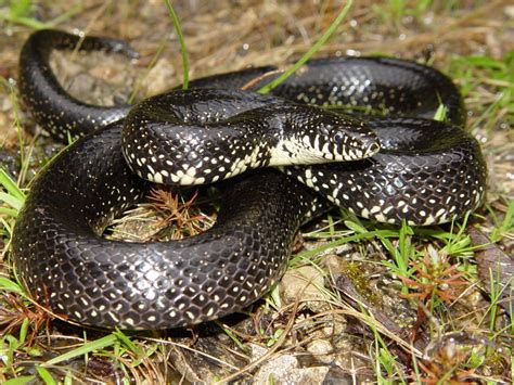 Eastern Black Kingsnake | Amphibians and Reptiles of Louisiana