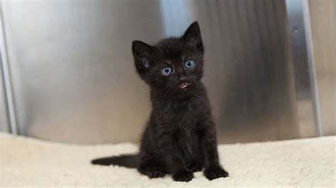 Black Cats with Blue Eyes: Do They Even Exist? | Purina