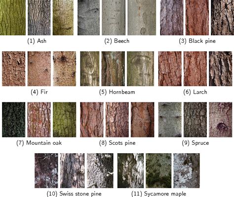 Tree Bark Identification Pictures - Dennis Munthe