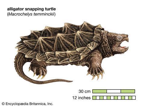 Alligator Snapping Turtle Size, Habitat, Diet, & Facts