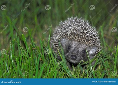 Baby Hedgehog Royalty Free Stock Photography - Image: 1297827