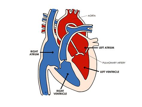 Body Basics: The Heart (Slideshow)