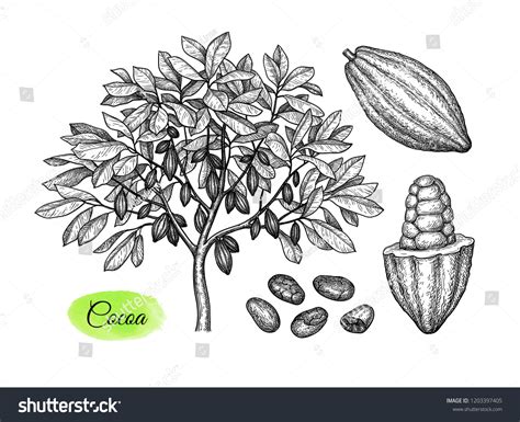 18,348 Cocoa Sketch Images, Stock Photos & Vectors | Shutterstock