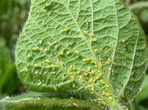 Aphid Control: How to Get Rid of Aphids on Plants | The Old Farmer's ...