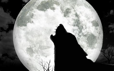 Wolf Image Wallpapers - Wallpaper Cave