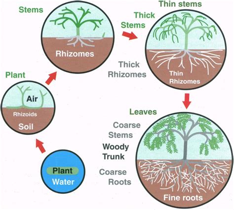 Diagram summarising probable stages in the evolution of stems ...