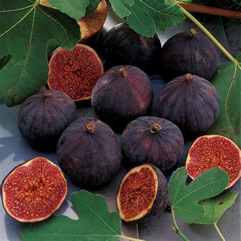 Fig Tree 'Chicago Hardy' | bountifulgardens