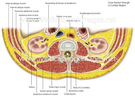 Transverse section of L2 Lumbar Region - Labelled – Medical Stock ...