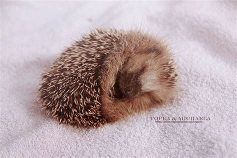 Sleeping Hedgehog Pictures, Photos, and Images for Facebook, Tumblr ...