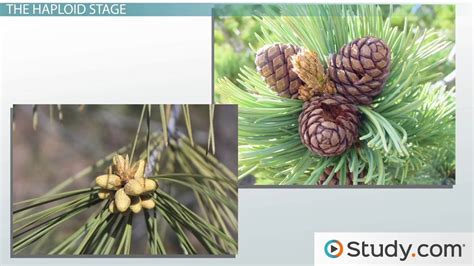 Gymnosperm Cone Male Vs Female