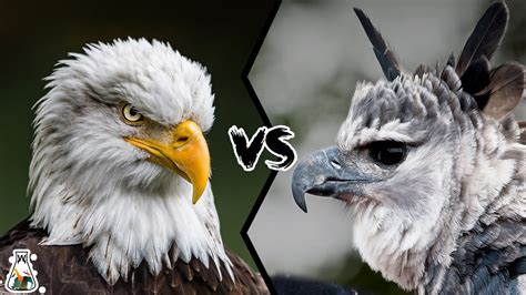 BALD EAGLE VS HARPY EAGLE - Which is the most powerful? - YouTube