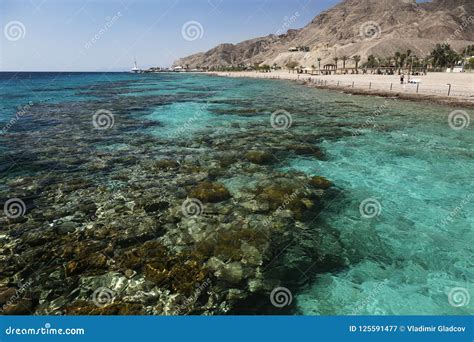 Coral reef in Eilat stock image. Image of beautiful - 125591477