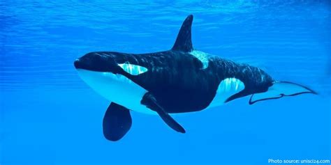 Orca Whale Facts For Kids | Kids Matttroy