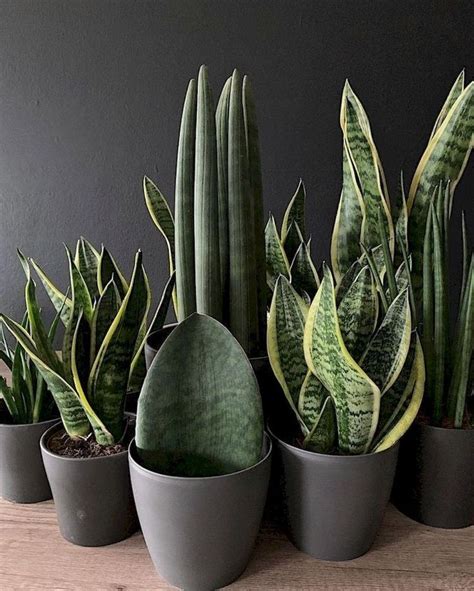 Snake Plants | Succulents Network | Plant decor indoor, House plants ...