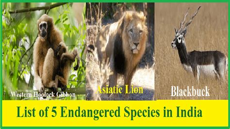 Top 165 + Endangered animals in india chart - Inoticia.net