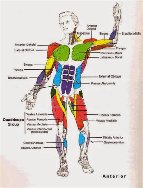 Full Body Muscular Diagram Pdf / Label Muscles Worksheet | body muscles ...