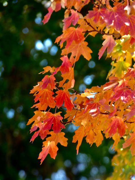 Fall foliage on my Bigtooth Maple tree | Foliage, Fall foliage ...