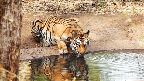 Sahyadri tiger reserve to get a share of Chandrapur's roar