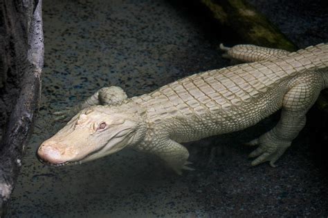 Rare Albino Alligator Arrives at Brookfield Zoo | Chicago News | WTTW