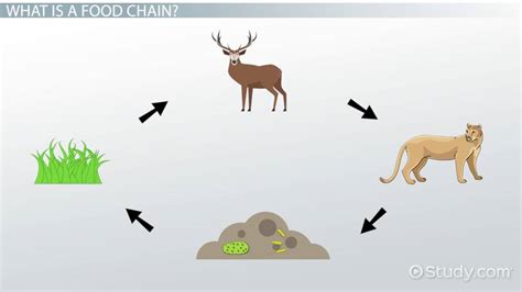 Food Chain Lesson for Kids: Definition & Examples - Lesson | Study.com