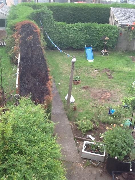 A fire burnt my Leylandii hedge, what should I do? - Gardening ...