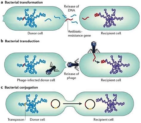 Gene Transfer Mechanism in Bacteria and It's types - Microbeonline