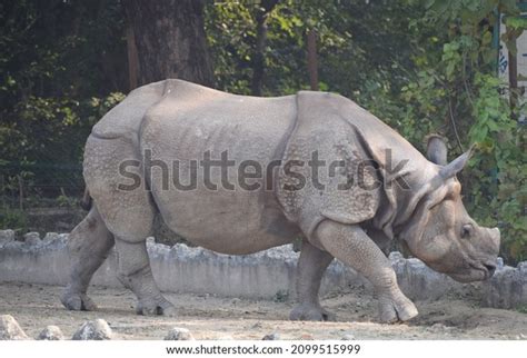 19 Kanpur Zoo Stock Photos, Images & Photography | Shutterstock