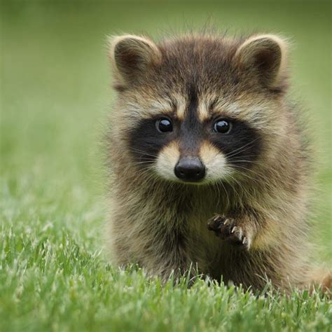 167 Good and Cute Raccoon Names – Animal Names