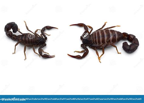 African Venom Scorpion Isolated on White Background Stock Image - Image ...