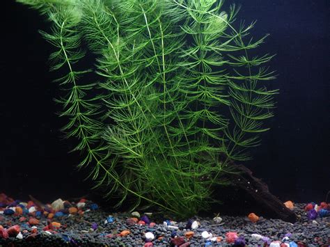 Topic: Hornwort Aquatic Plant Care | Aquarium Plants