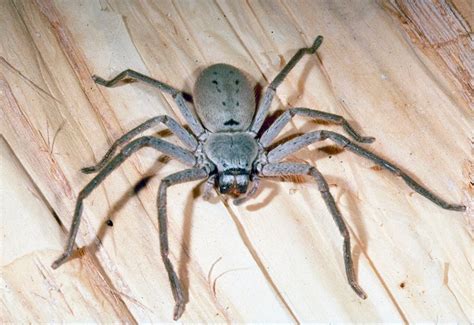 Huntsman Spider Size