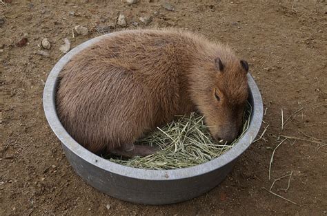 Do Capybaras Make Good Pets? – Capybara