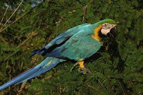 macaw, Parrot, Bird, Tropical, 17 Wallpapers HD / Desktop and Mobile ...