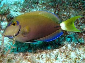 Ocean Surgeonfish - Lamar University