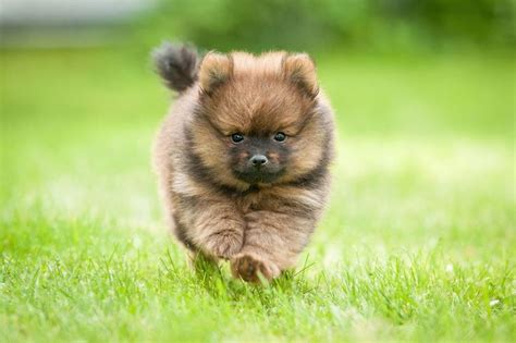 12 of the World's Smallest Dog Breeds in 2020 | Dog breeds, Cute ...