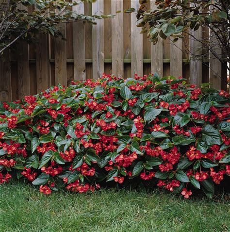 Begonia - Dragon Wing | Begonia dragon, Flower garden, Planting flowers