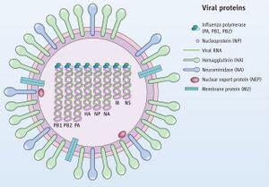 H5N1 Infection and Transmission - microbewiki