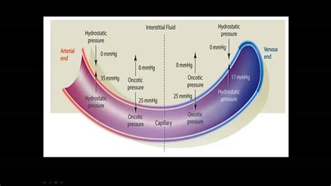 Fluids and Electrolytes - YouTube