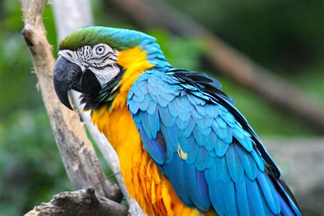 Blue and yellow macaw parrot by EmoShunka on DeviantArt