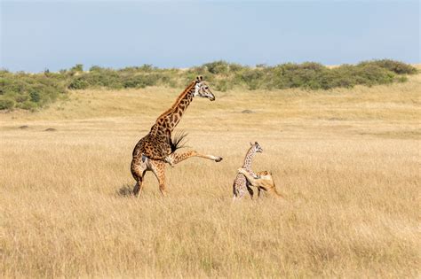 Newborn Giraffe Suffers Devastating Blow At The Hoof Of Its Mother ...