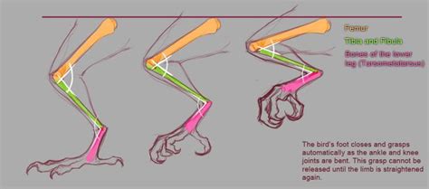 raptor anatomy - Google Search | Anatomy reference, Anatomy, Bird drawings