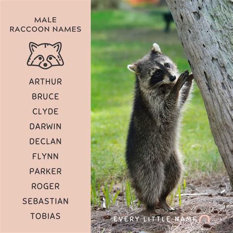 160+ Best Raccoon Names (Cool, Funny, and Cute) - Every Little Name